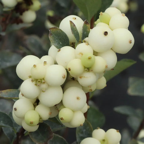 Proud Berry Pearl plant in a pot with glossy green leaves