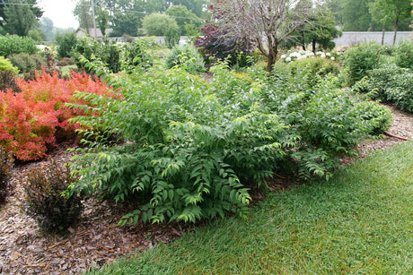 Bush cherry shrub in a container with green foliage