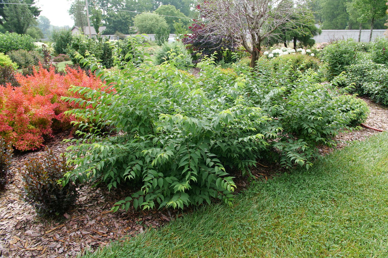 EASY AS PIE™ Bush Cherry
