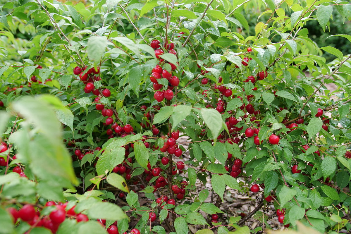 EASY AS PIE™ Bush Cherry | Proven Winners® – Creekside Nursery, Inc