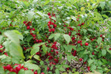 Bush cherry plant in a container with green foliage