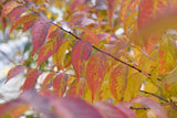 Bush cherry shrub in a nursery pot with green foliage