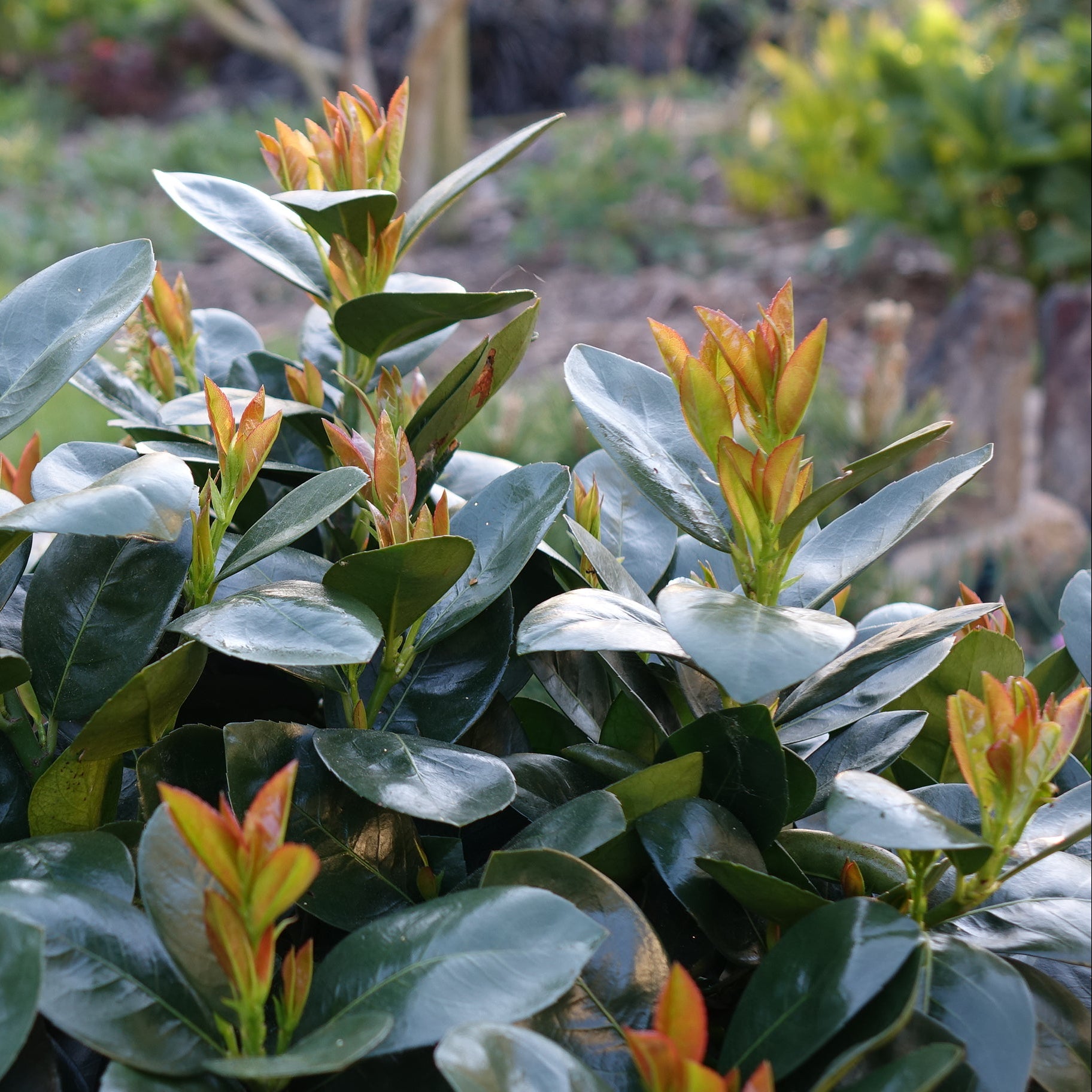 JADE TURTLE™ Cherry Laurel | Proven Winners® – Creekside Nursery, Inc