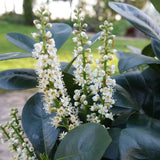 Jade Turtle cherry laurel in a container, glossy green leaves