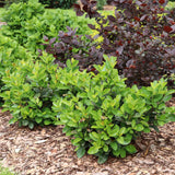 Jade Turtle cherry laurel shrub in a pot