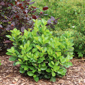 Jade Turtle cherry laurel in a nursery pot