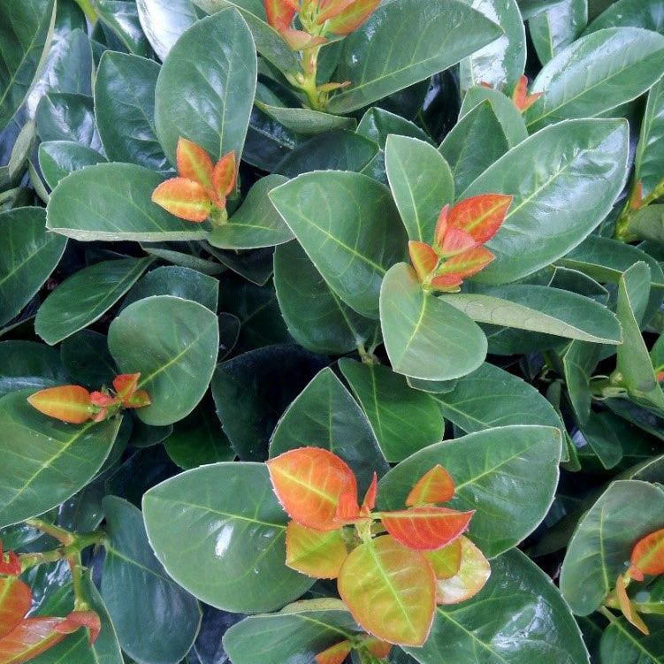JADE TURTLE™ Cherry Laurel | Proven Winners® – Creekside Nursery, Inc