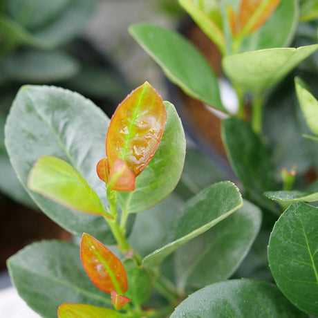 Jade Turtle cherry laurel in a nursery pot