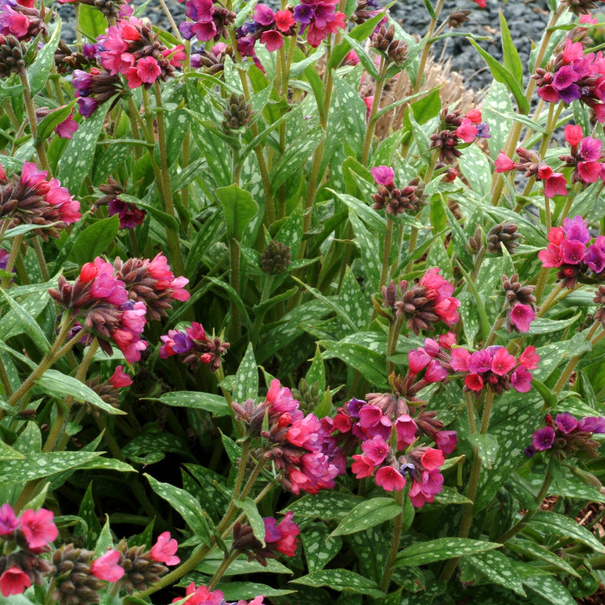Raspberry Splash pulmonaria with spotted leaves and pink blooms