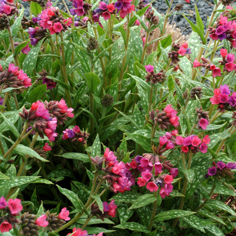 Raspberry Splash pulmonaria with spotted leaves and pink blooms