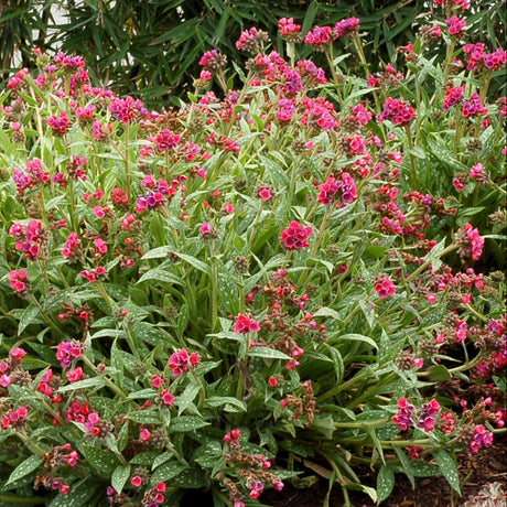 Pulmonaria with pink and blue flowers in a nursery pot