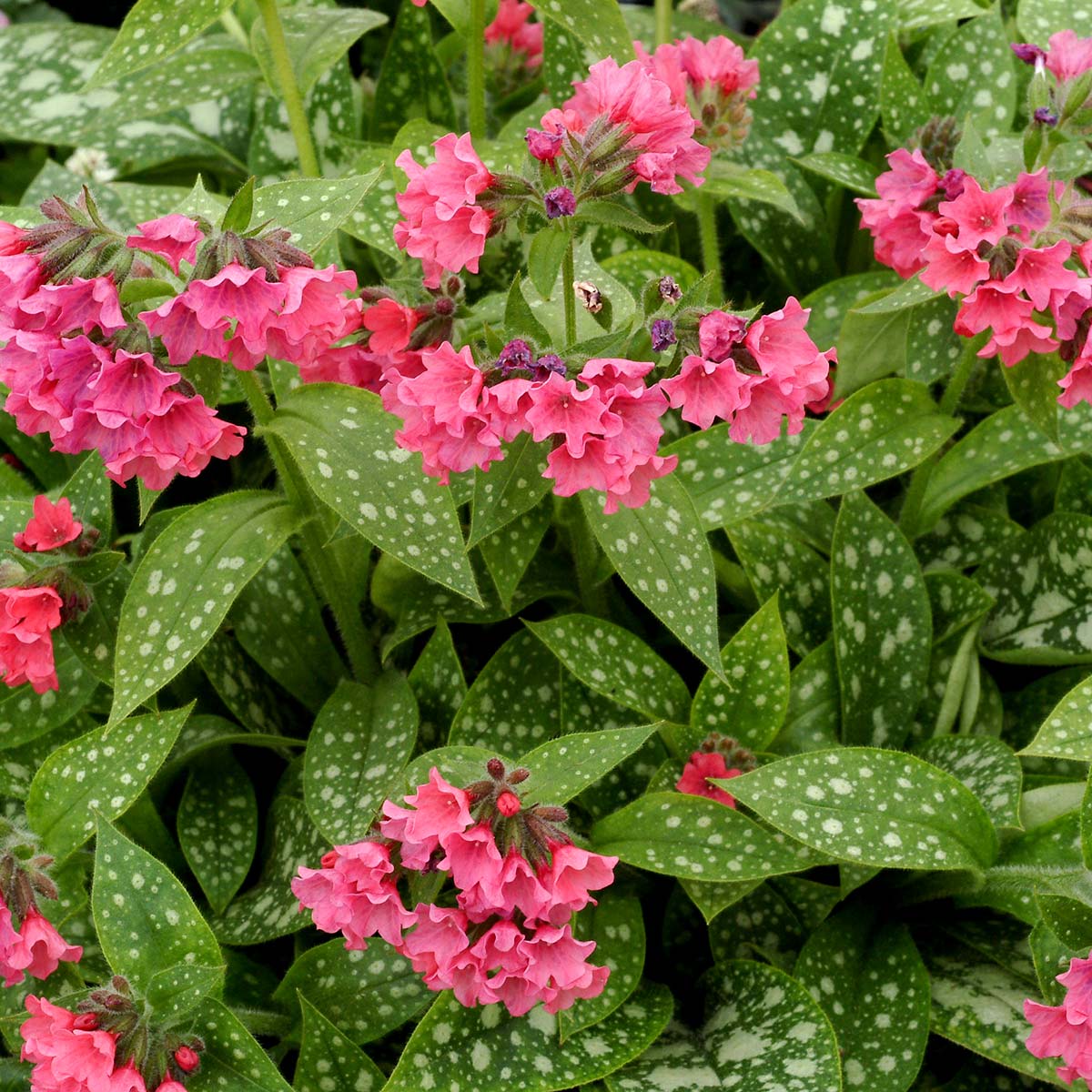 ‘Shrimps on the Barbie’ Pulmonaria in a nursery pot