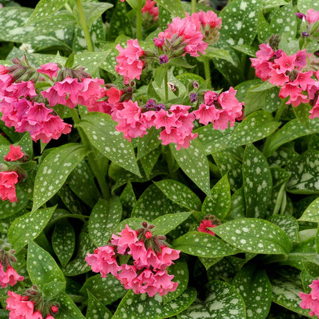 ‘Shrimps on the Barbie’ Pulmonaria in a nursery pot