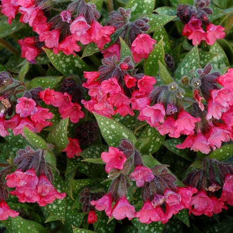 Shrimps on the Barbie pulmonaria in a nursery pot