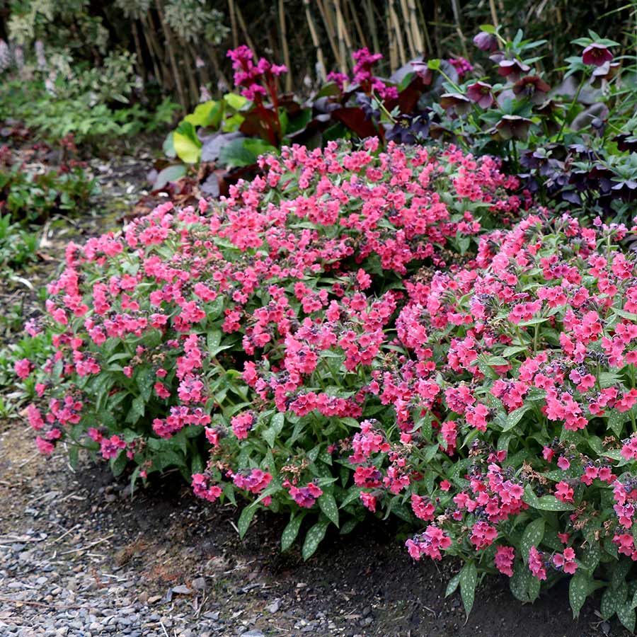 Pulmonaria ‘Shrimps on the Barbie’ with pink flowers
