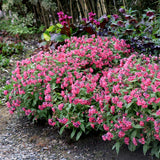 Pulmonaria ‘Shrimps on the Barbie’ with pink flowers