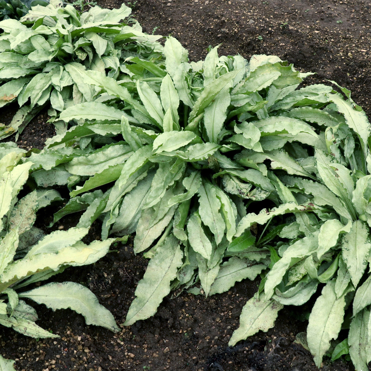 Silver Scimitar pulmonaria with silver-spotted leaves and pink flowers