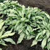 Silver Scimitar pulmonaria with silver-spotted leaves and pink flowers