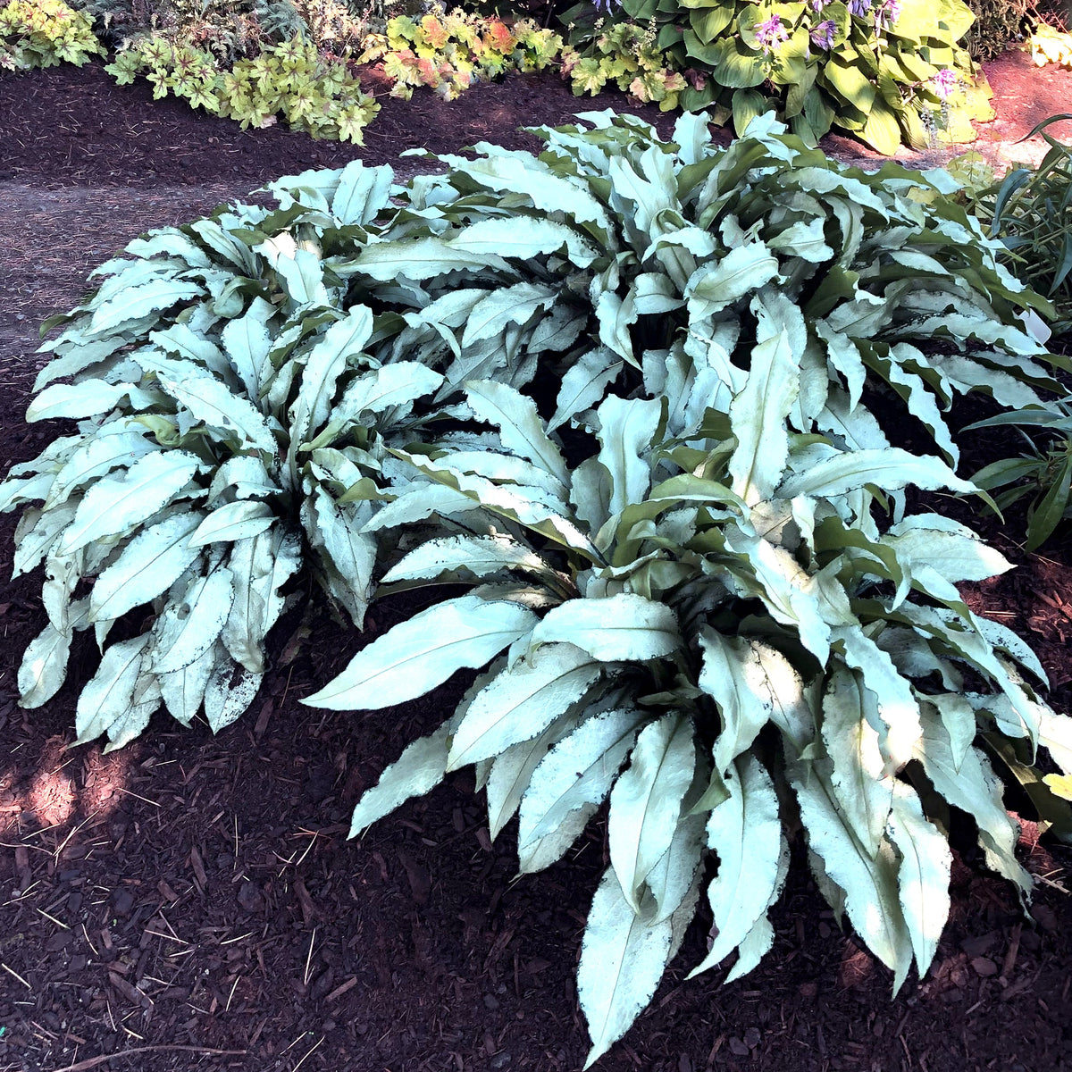 Silver Scimitar pulmonaria in a nursery pot