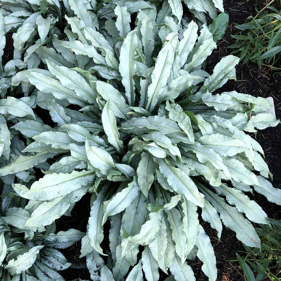 Silver Scimitar' Pulmonaria | Creekside Champions™ – Creekside