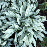 Silver Scimitar pulmonaria with silver spotted leaves