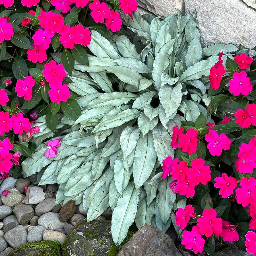 Silver Scimitar' Pulmonaria | Creekside Champions™ – Creekside