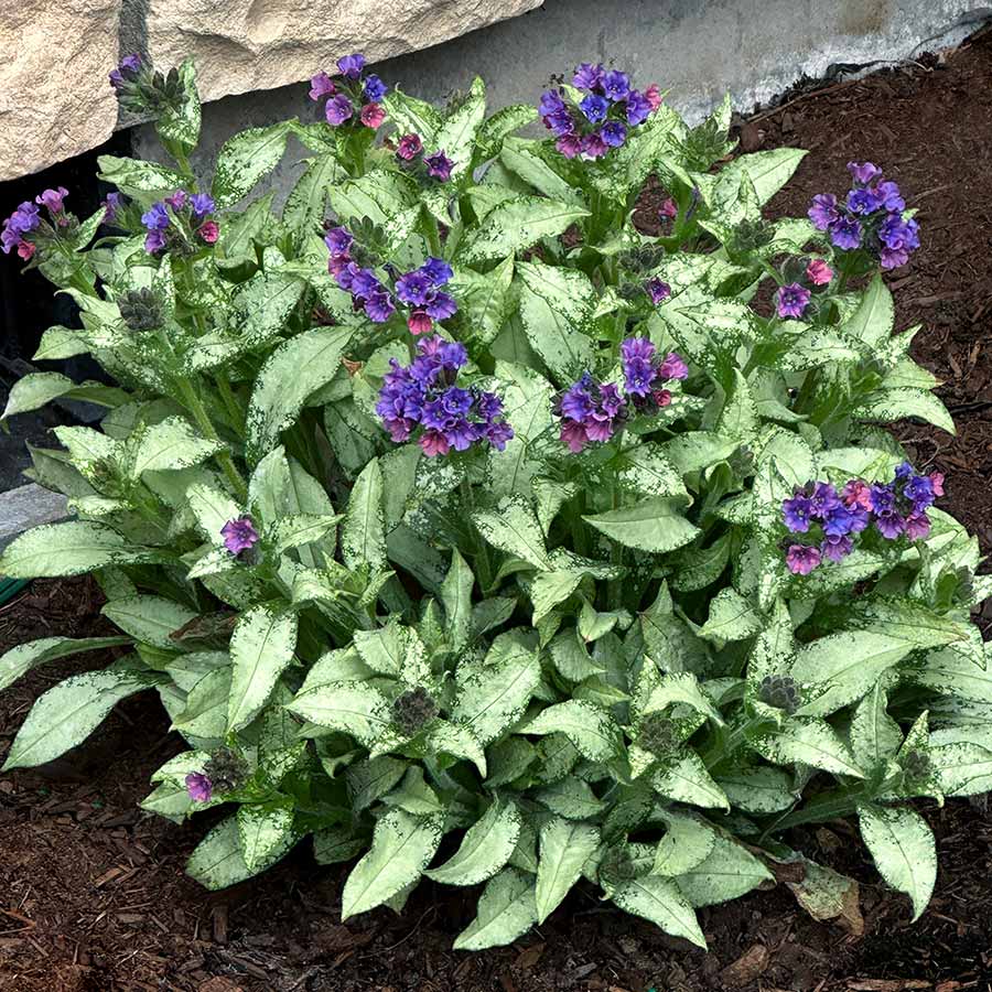 Silver Scimitar' Pulmonaria | Creekside Champions™ – Creekside
