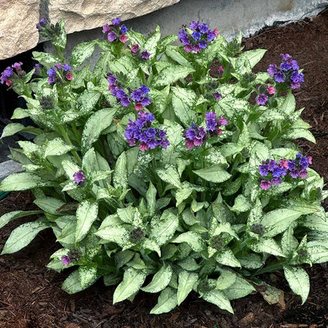 Silver scimitar pulmonaria with silver-spotted leaves and pink flowers