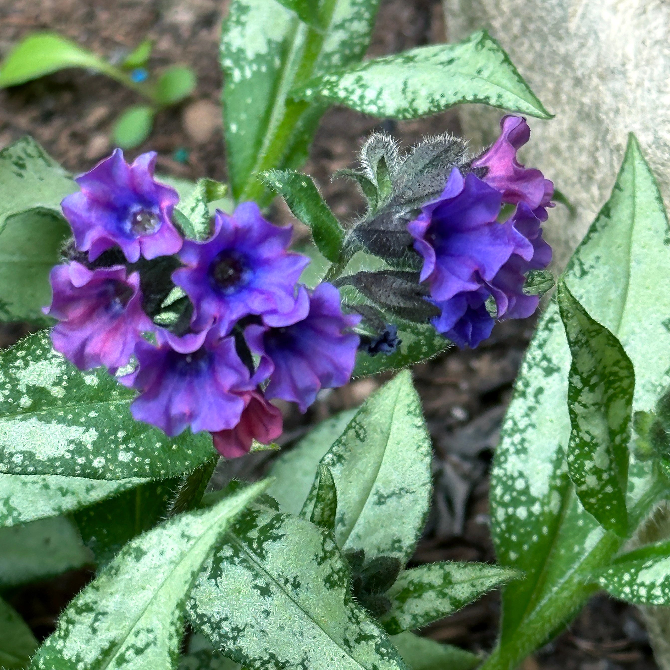 Silver Scimitar' Pulmonaria | Creekside Champions™ – Creekside