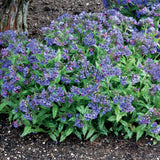 Trevi Fountain pulmonaria with blue flowers and spotted leaves