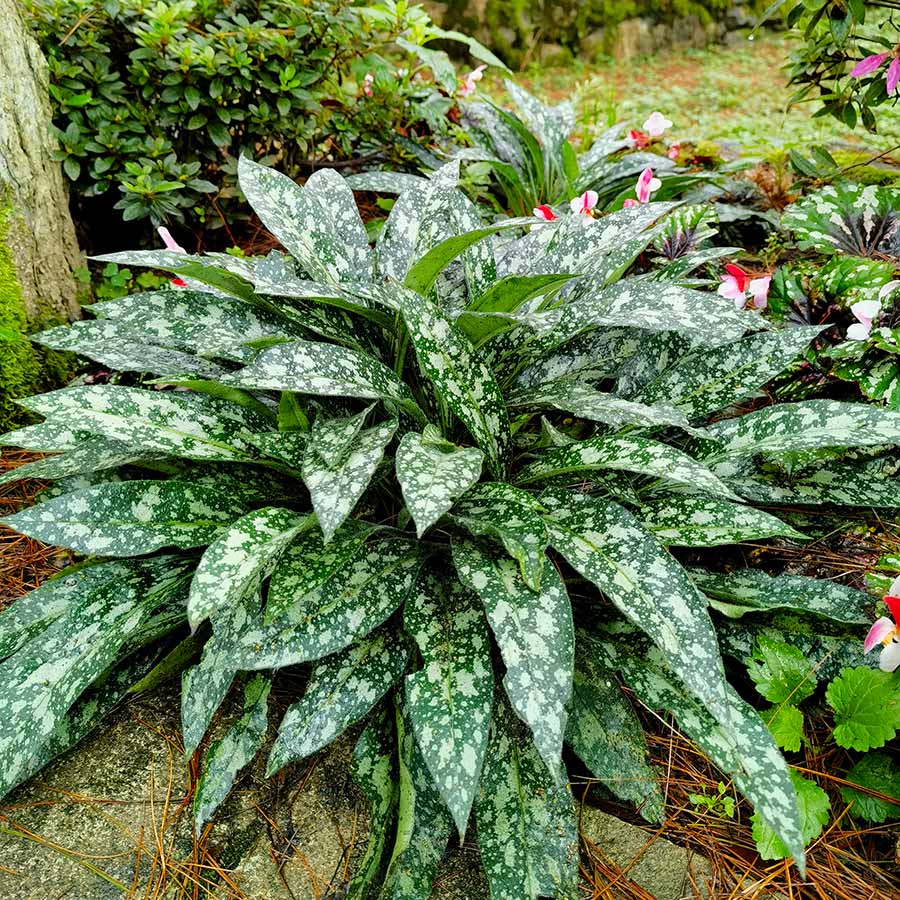 Trevi Fountain pulmonaria with blue flowers and spotted leaves