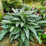 Trevi Fountain pulmonaria with blue flowers and spotted leaves
