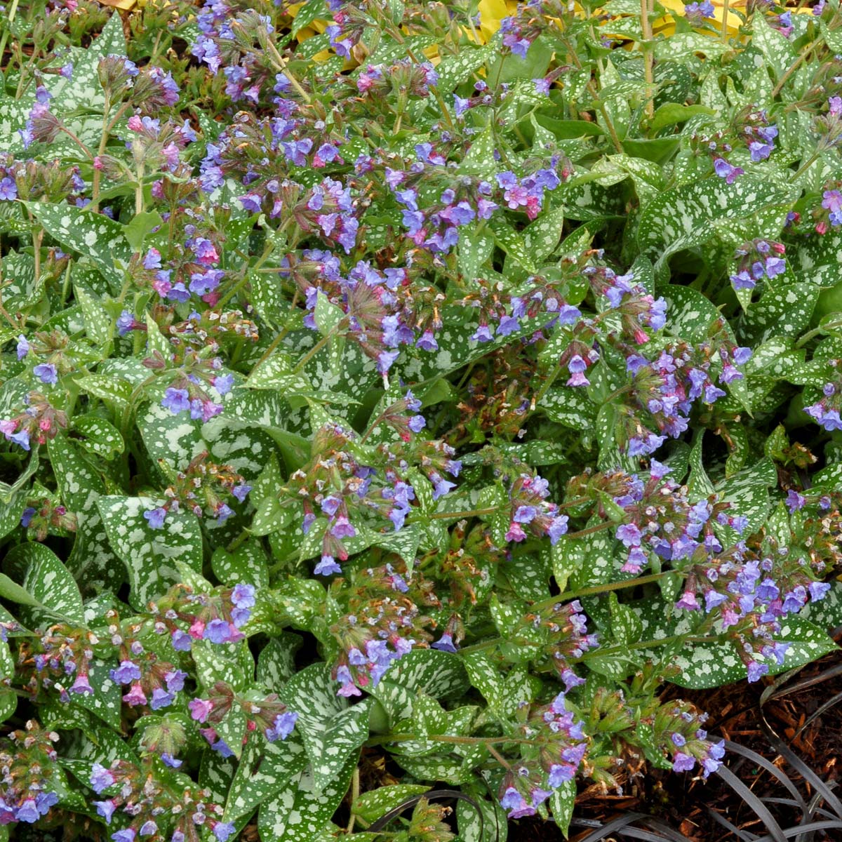 Trevi Fountain pulmonaria in a nursery pot with spotted leaves