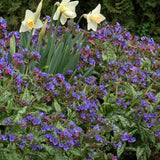 Trevi Fountain pulmonaria with blue flowers in a pot