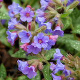 Trevi Fountain pulmonaria with spotted leaves and blue flowers