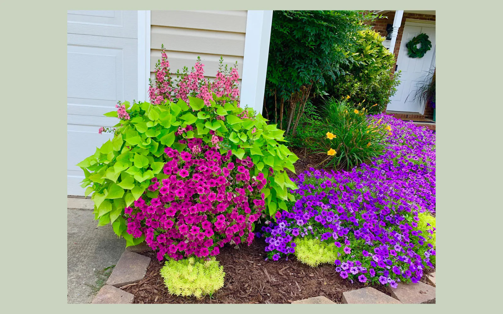 A garden vignette including chartreuse sweet potato vine, fuchsia and purple petunias, yellow sedum in a mulched flower bed.