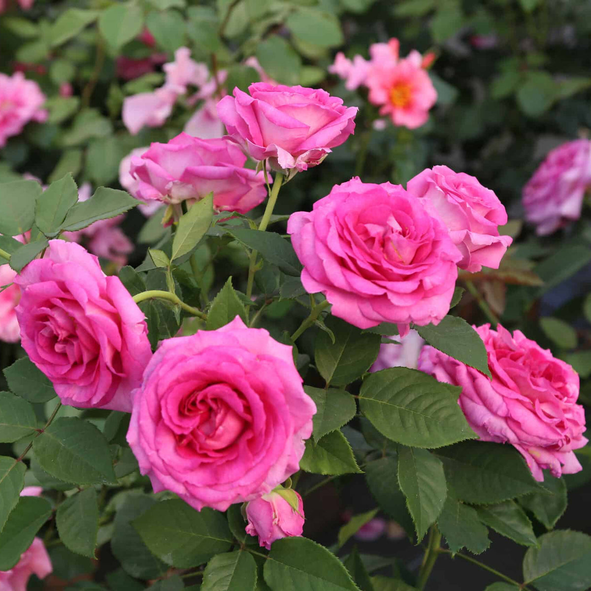 Raspberry Cupcake rose in a pot with pink blooms