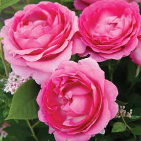 Raspberry Cupcake™ rose with pink blooms in a pot