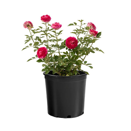 Raspberry Cupcake rose in bloom with pink flowers in a pot