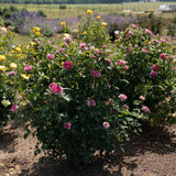 Raspberry Cupcake rose in a container with pink blooms