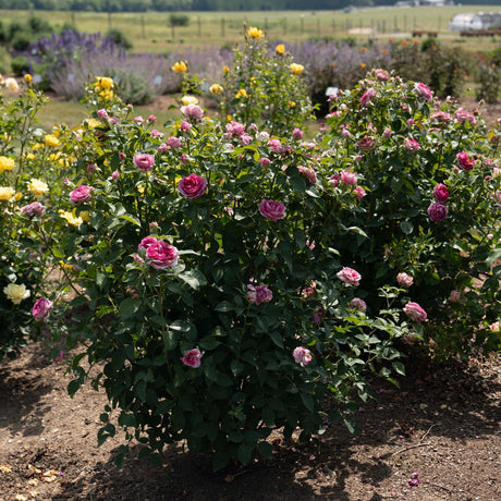 Raspberry Cupcake rose in a container with pink blooms