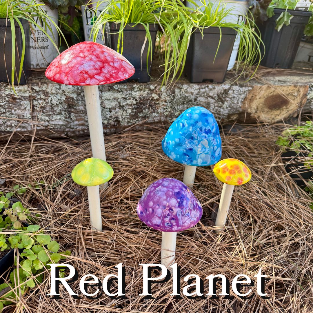Five Shroomyz mushrooms in a 5-pack display