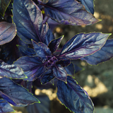 Red Rubin Organic Basil Seeds