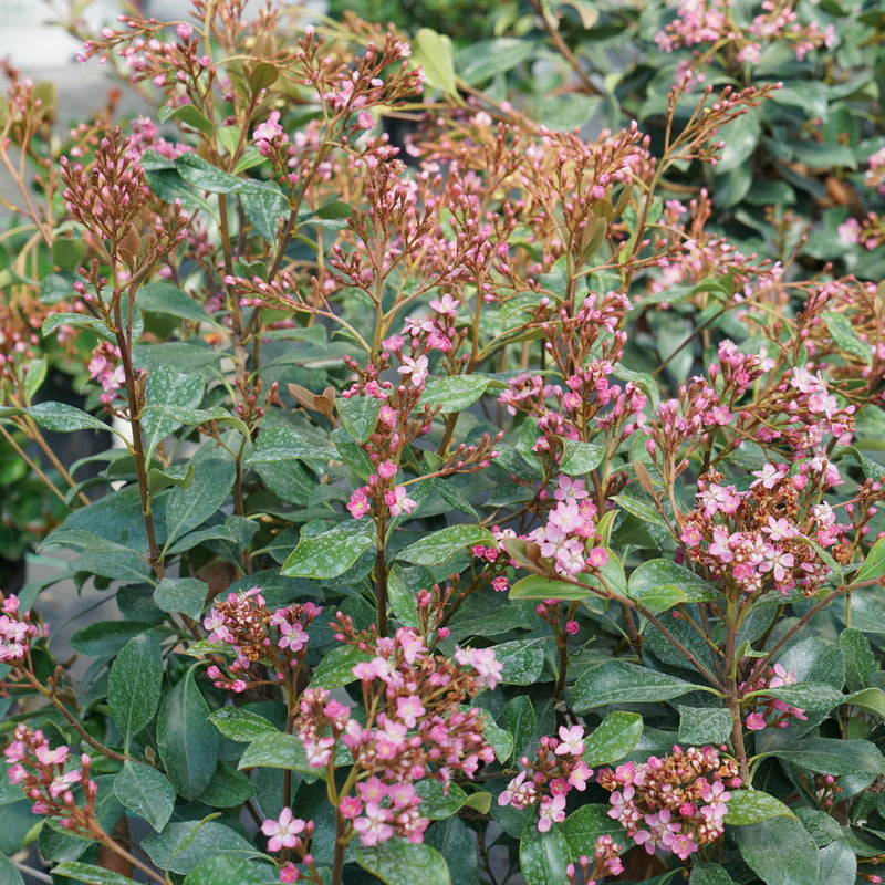 LA VIDA GRANDE Indian hawthorn in a pot with green foliage