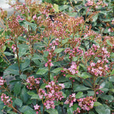 LA VIDA GRANDE Indian hawthorn in a pot with green foliage