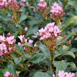 LA VIDA GRANDE Indian hawthorn in a container with green foliage