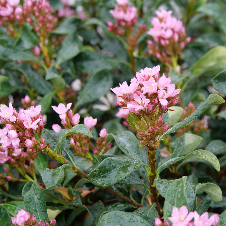 indian hawthorn plant fertilizer LA VIDA GRANDE® Indian Hawthorn