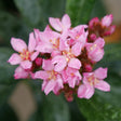 LA VIDA GRANDE Indian hawthorn in a nursery pot
