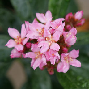 LA VIDA GRANDE Indian hawthorn in a nursery pot