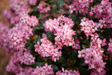 La Vida Mas Indian hawthorn in a nursery pot